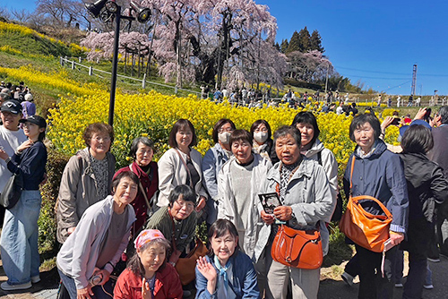 すみれ桜ツアー